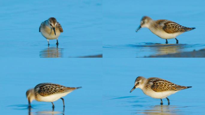 小鸟-小步（Calidris minuta）在浅水中散步，寻找食物，并在阳光明媚的夏天早晨吃。