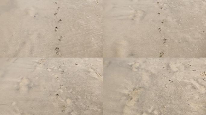 海滩沙滩上的狗爪印