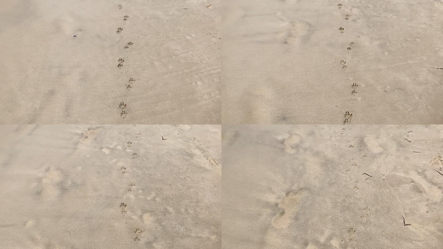 海滩沙滩上的狗爪印