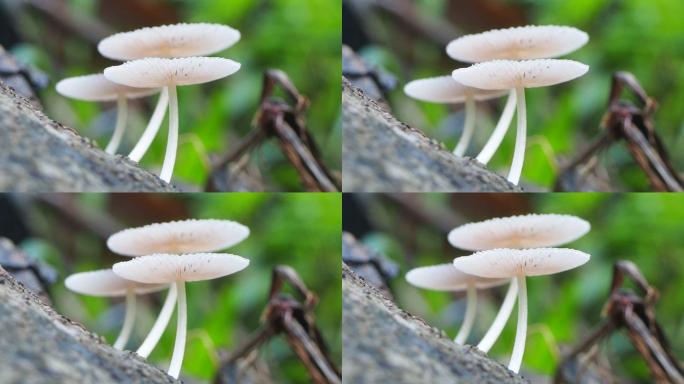 原木上的蘑菇野山菇菌菇野生
