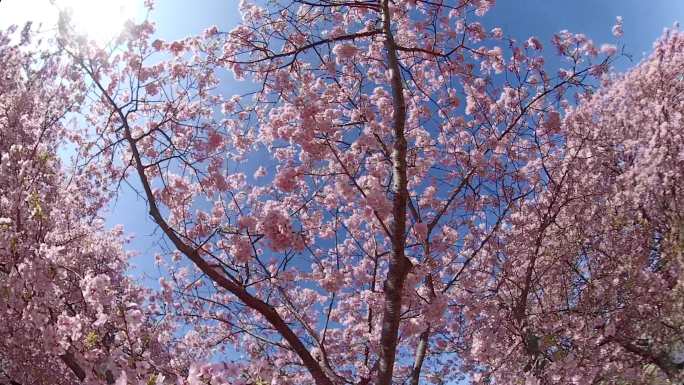 在川崎樱花下漫步富士山下粉色花武士道茶道