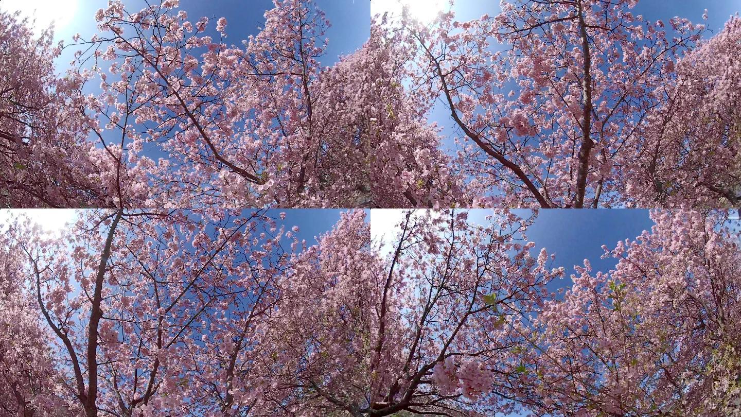 在川崎樱花下漫步富士山下粉色花武士道茶道