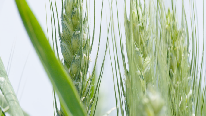 小麦生长过程麦子生长