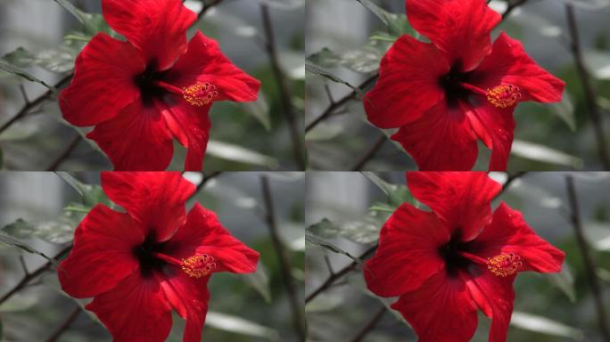 木槿（可循环）红色花开鲜艳绽放特写镜头