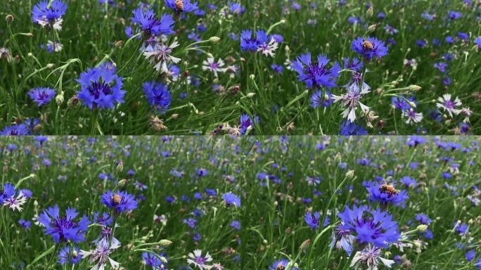 原创视频素材蜜蜂在盛开的蓝花矢车菊中采蜜