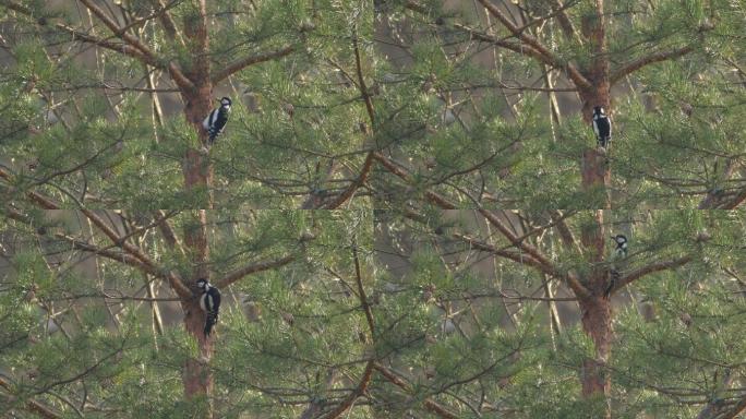 白俄罗斯大斑啄木鸟