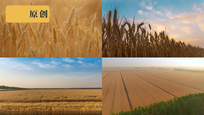 金色麦田延时丰收小麦农业麦子麦穗粮食