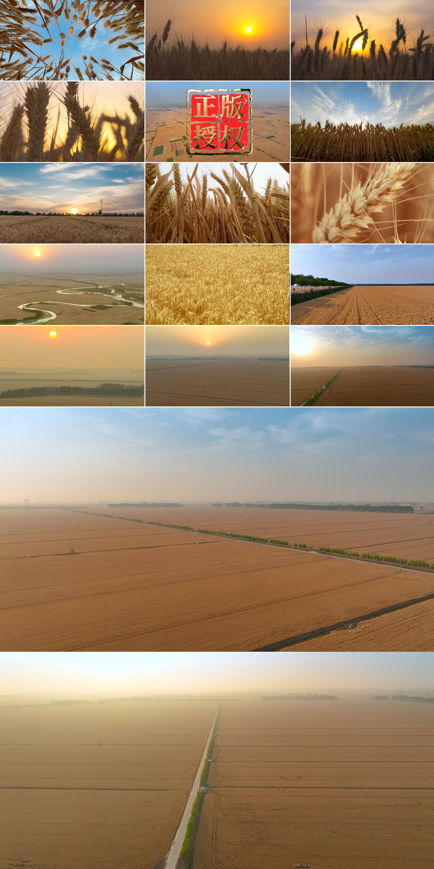 金色麦田延时丰收小麦农业麦子麦穗粮食