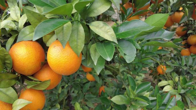 金橘在果园里成熟橙子种植基地橙子树水果园