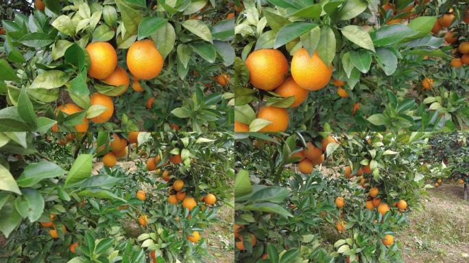 金橘在果园里成熟橙子种植基地橙子树水果园