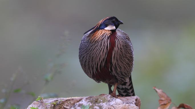 野生保护动物 勺鸡