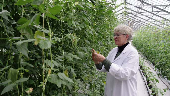 植物学家检查商业温室中的植物