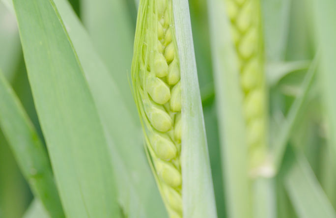 小麦生长过程麦子农作物