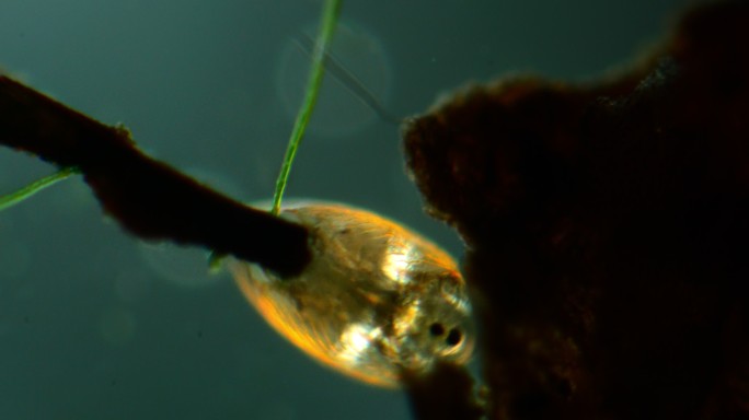 水蚤的显微镜观察显微镜观察水蚤水中浮游生