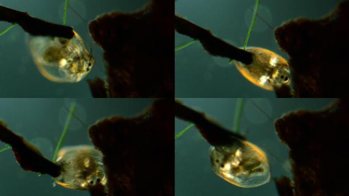 水蚤的显微镜观察显微镜观察水蚤水中浮游生