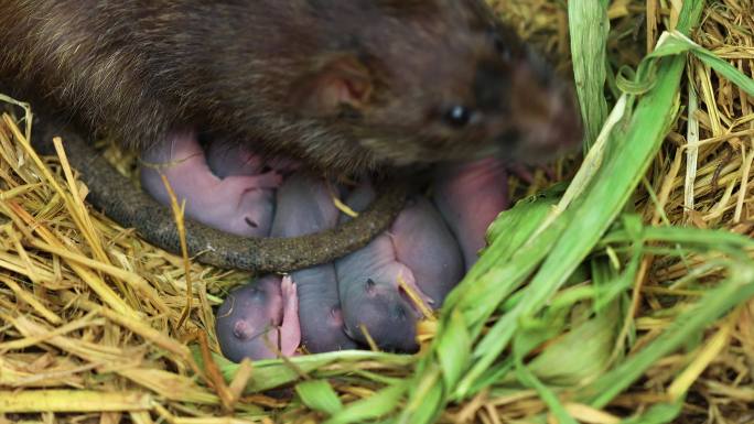 农场的巢中有新生的小老鼠和雌性棕色老鼠。
