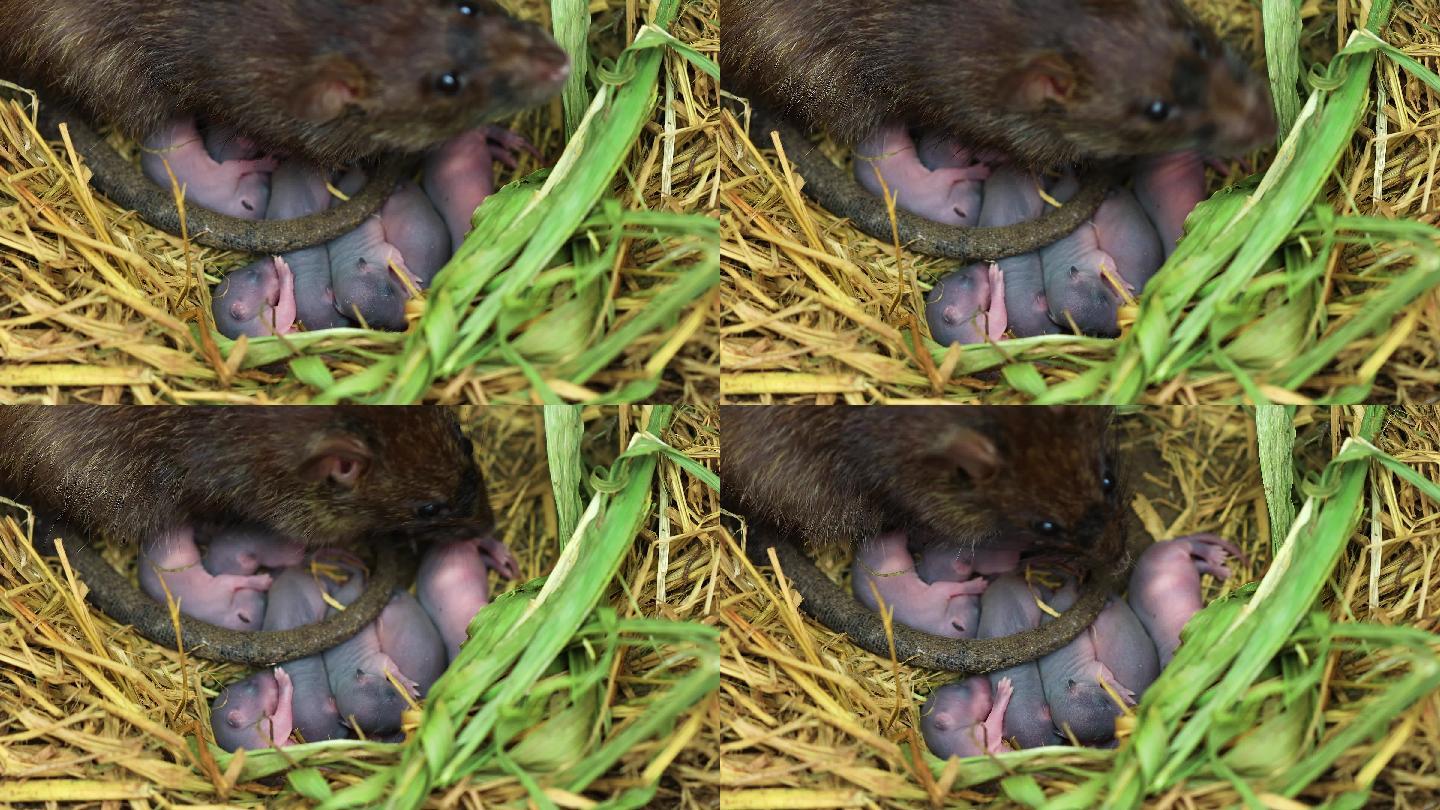 农场的巢中有新生的小老鼠和雌性棕色老鼠。