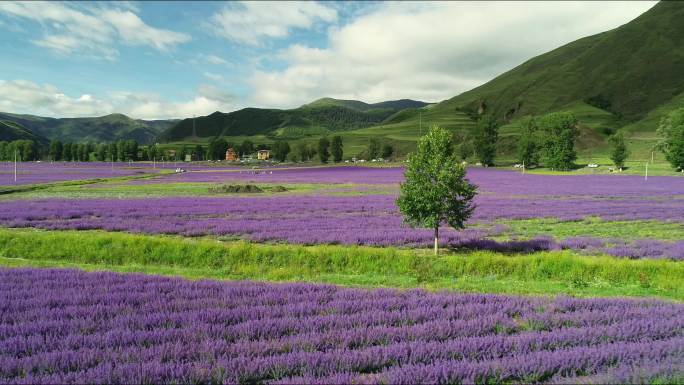 四川甘孜州雪山薰衣草航拍