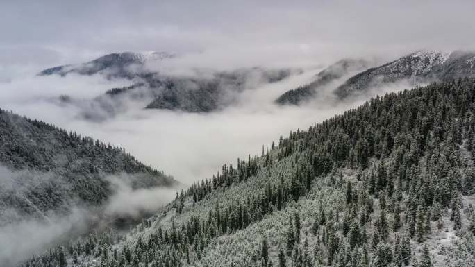 下雪后，森林里起了雾