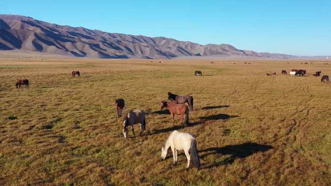 原创 新疆巴音布鲁克草原牧场农场自然风光