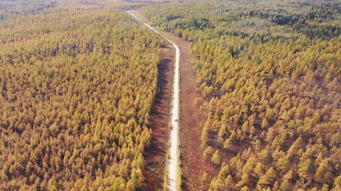 秋季航拍壮观森林林间公路