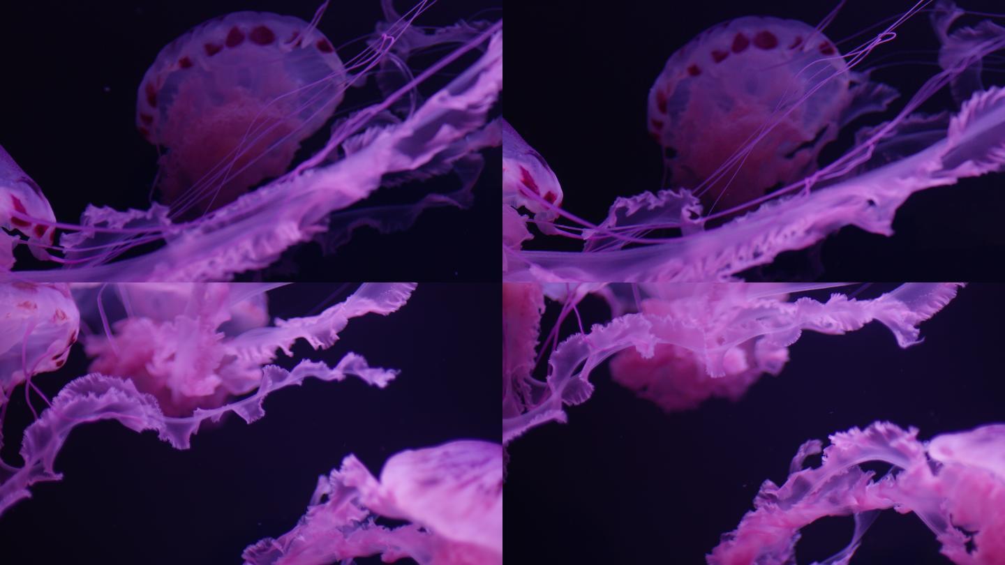 6K水族馆水母刺胞动物浮游生物