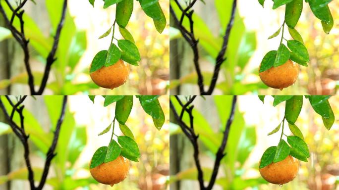 鲜橙果园管理果树管理果实累累