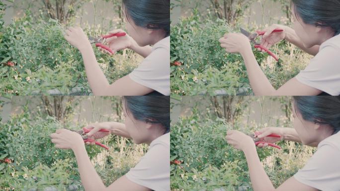 年轻女子在花园里照料植物和花卉
