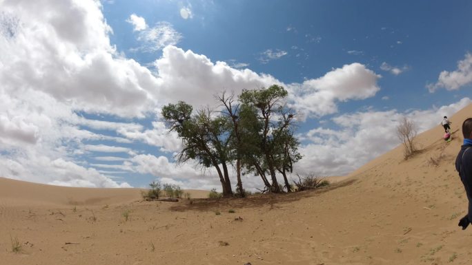 腾格里沙漠胡杨树延时摄影