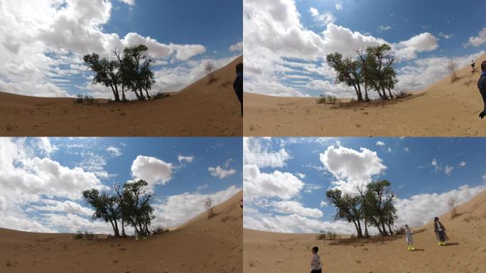 腾格里沙漠胡杨树延时摄影
