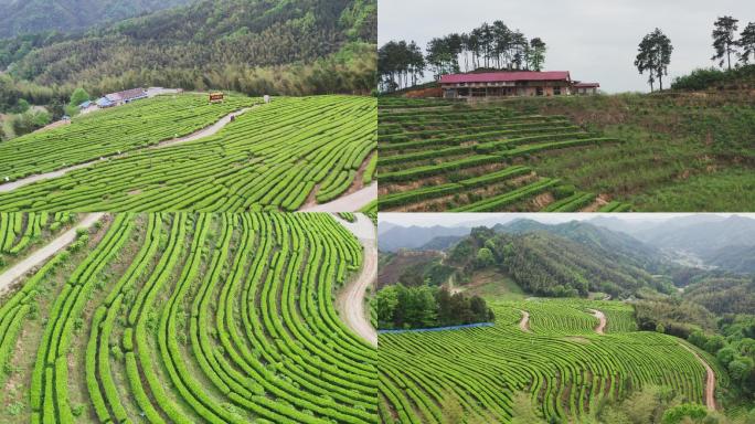 4K湖南益阳安化日出晨雾茶园航拍