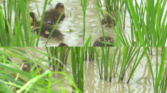 稻田养鸭3  雏鸭  鸭  水稻 分蘖期