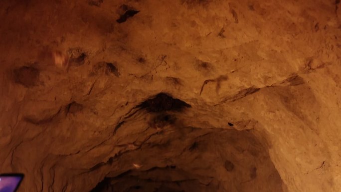 山洞里发现蝙蝠