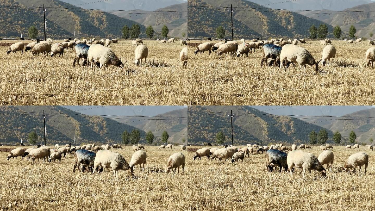 羊群吃麦草
