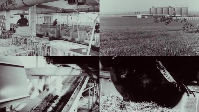 70年代西方欧洲自动化养殖业奶牛养殖饲料