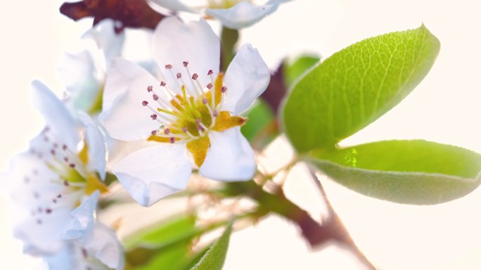 日落时开花白色樱花白色杏花