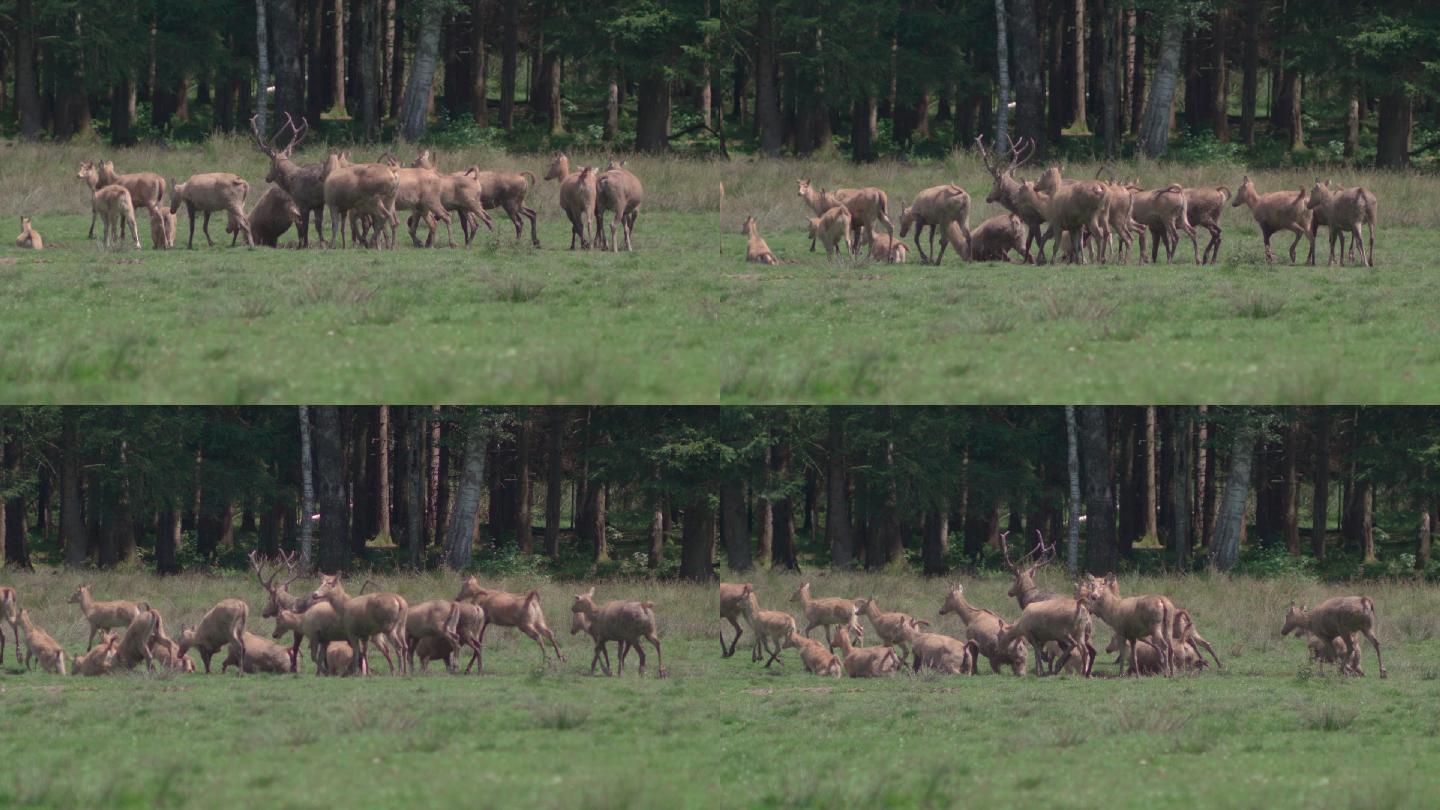 一群佩雷-大卫鹿（Davidshirsch）在森林前的草地上奔跑/慢镜头
