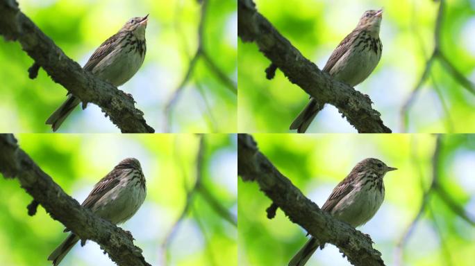 鸟树琵琶（Anthus tritilis）坐在一棵干枯的树上休息。