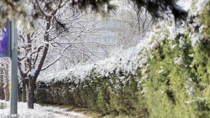 冬天下雪天的街道小路和树