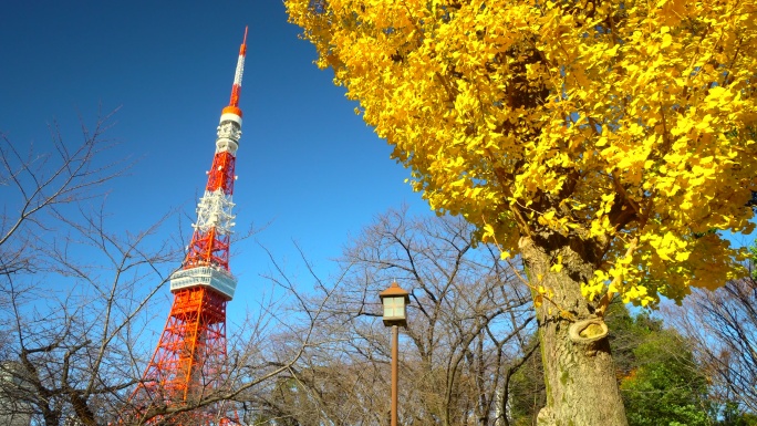 银杏树与东京塔仰视黄杏红色路灯