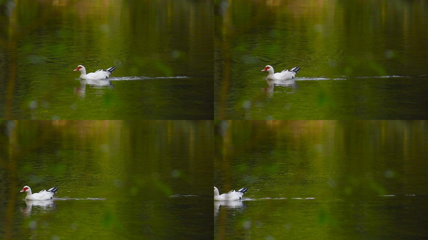 鸭子在河里游泳野鸭子白天鹅