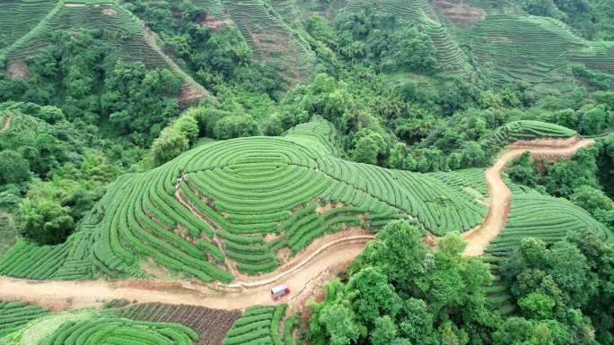 四川雅安名山大地指纹茶园航拍