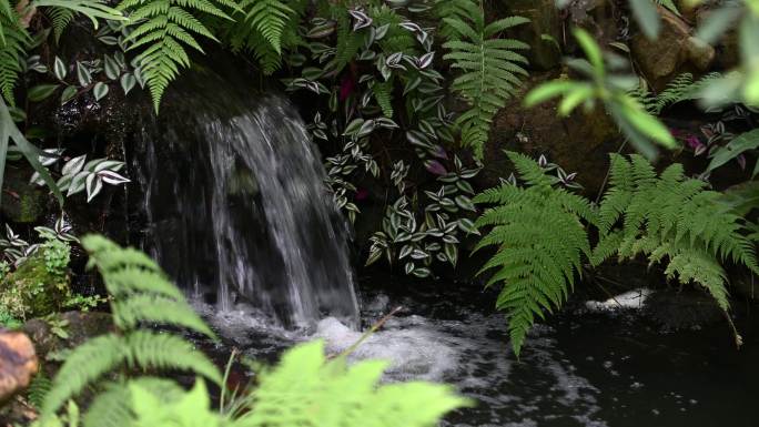 流水温泉蕨类植物4K