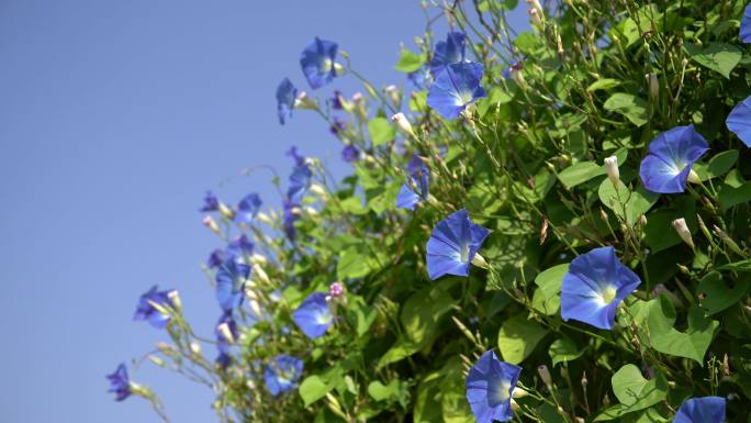 牵牛花开花植物小花喇叭花春夏夏天空镜空景