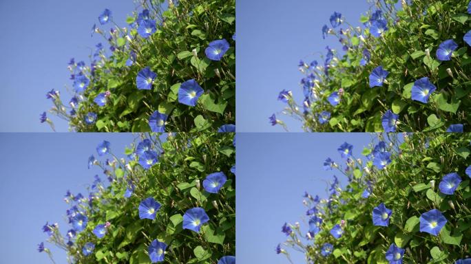 牵牛花开花植物小花喇叭花春夏夏天空镜空景