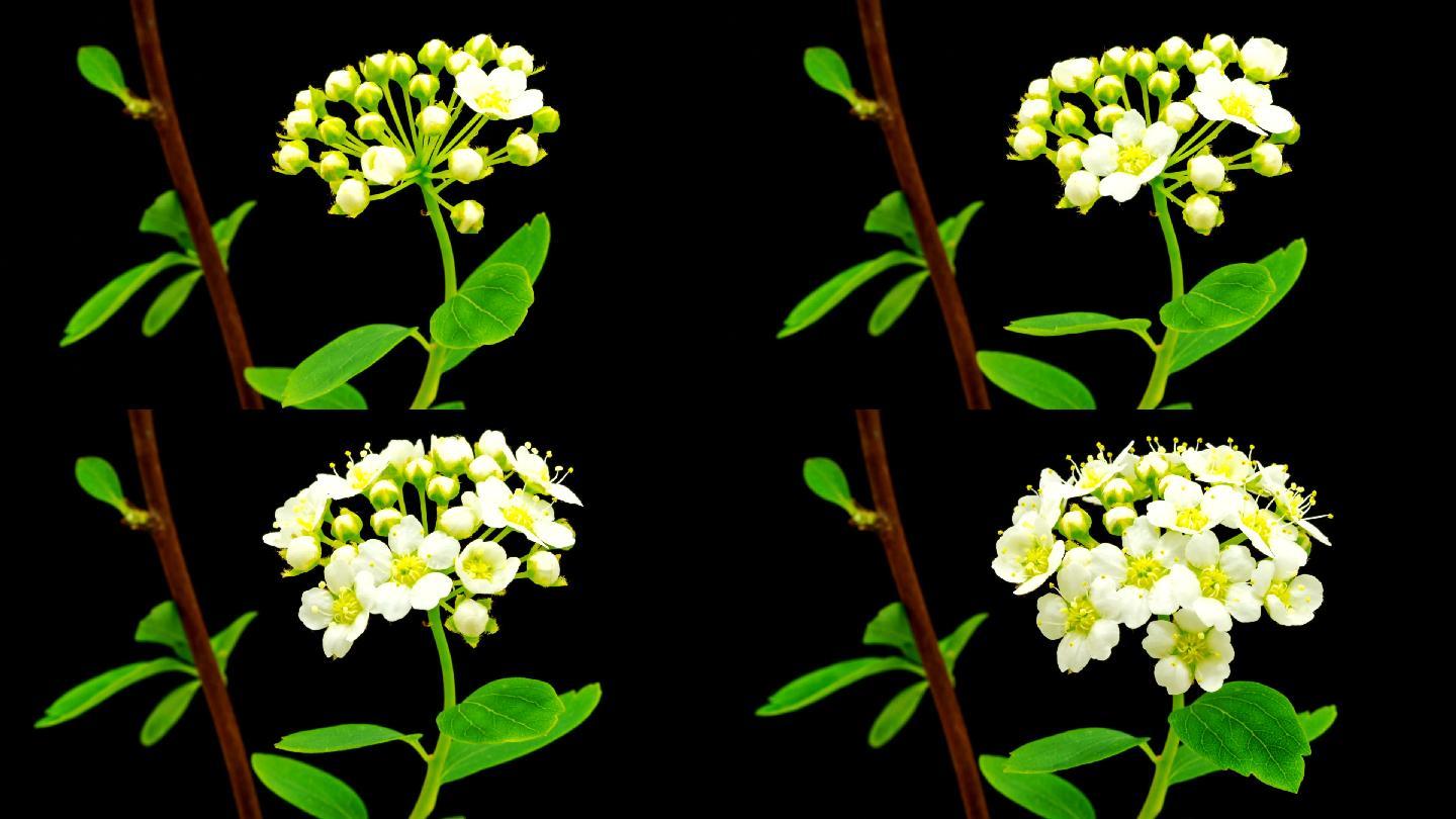 HD timelapse，黑色背景下生长的荆棘树花朵。山楂开花。