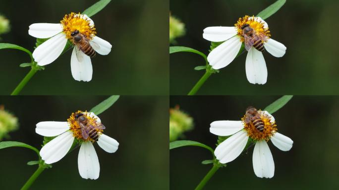 雏菊花上的蜜蜂实拍4K花