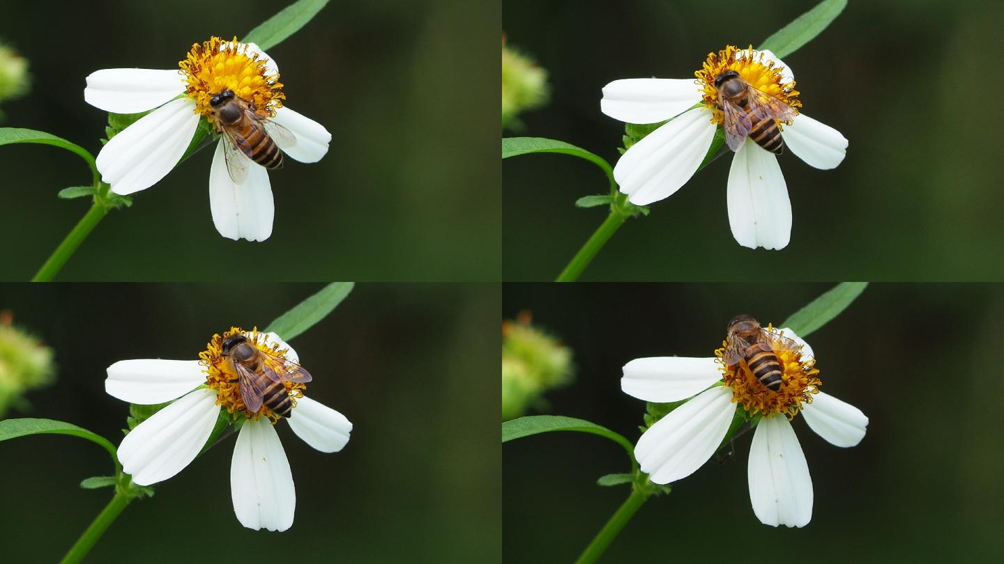 雏菊花上的蜜蜂实拍4K花