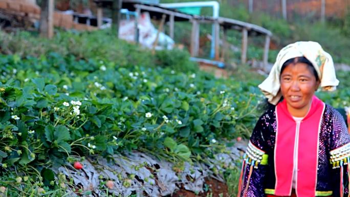 拉祜山部落女子种植采摘