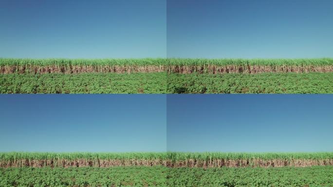 侧视图：蓝天下的甘蔗农田，茎秆呈棕色，准备收割，前面是小葵花